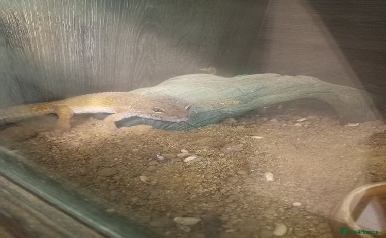 Leopard Gecko reptiles - Advert 3