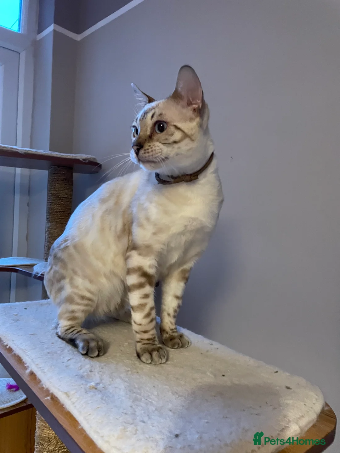 Bengal cats for sale: Outstanding pedigree Bengals - Advert 16