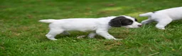 English Springer Spaniel dogs for sale: Kennel club registered Springer Spaniel Puppies - Advert 12