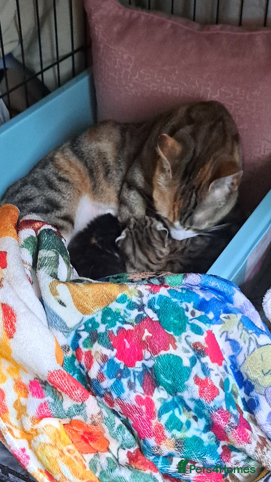 Mixed Breed cats for sale: Calico kittens for sale  - Image 3
