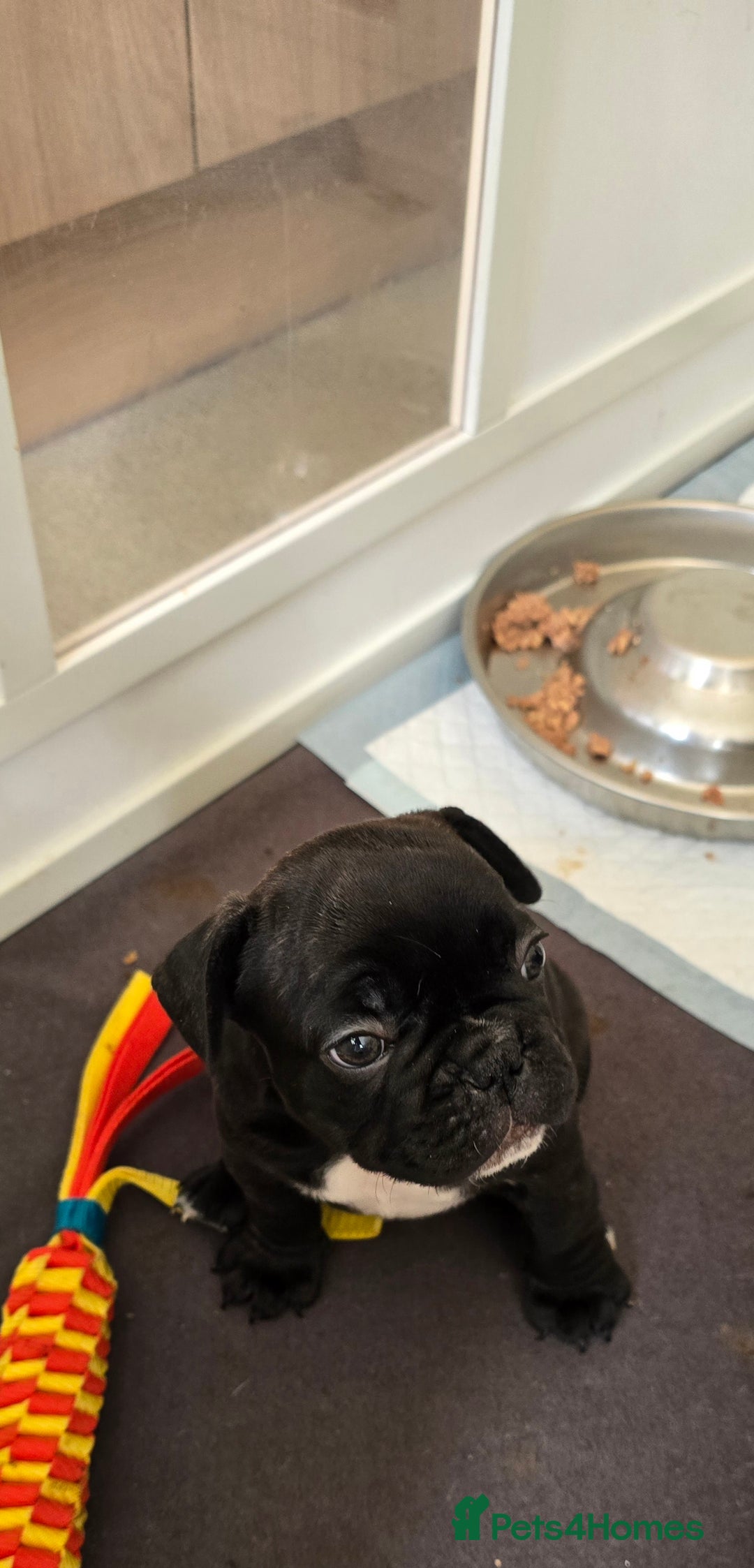 French Bulldog dogs for sale: French Bulldog puppies  in Elgin - Image 15