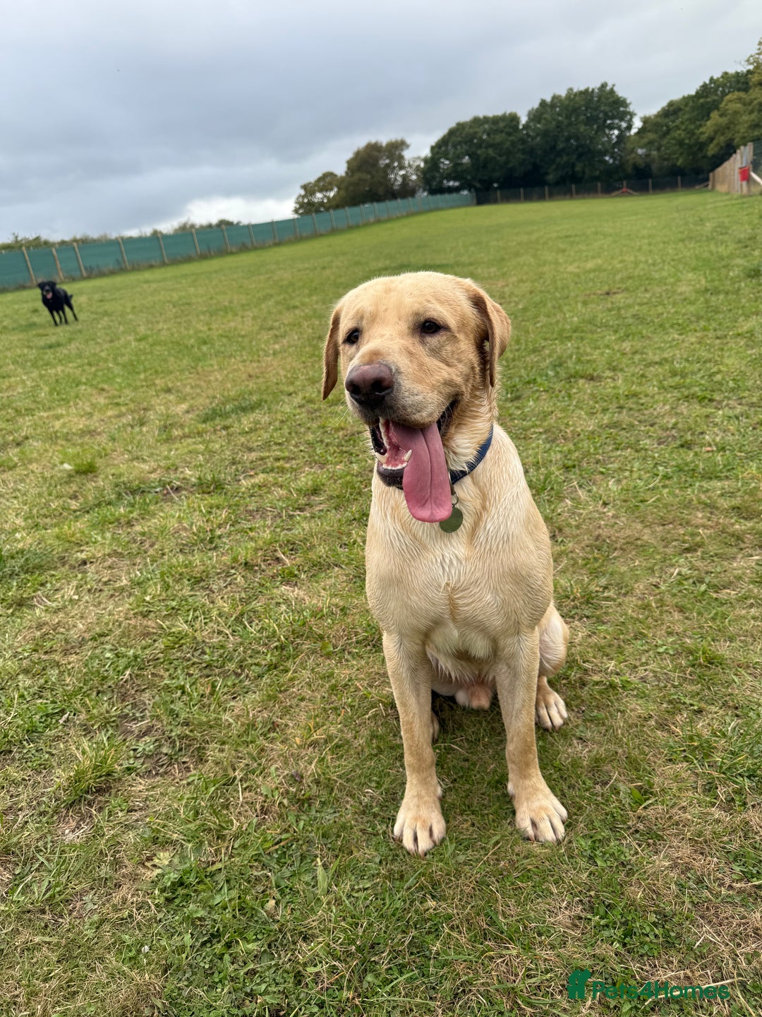 Labrador Retriever dogs for stud: For STUD (male lab) - Image 1