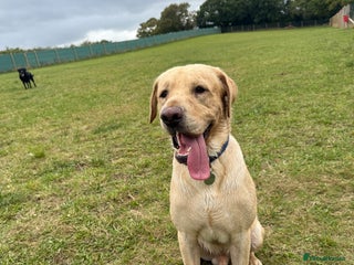 Labrador Retriever dogs - Advert 29