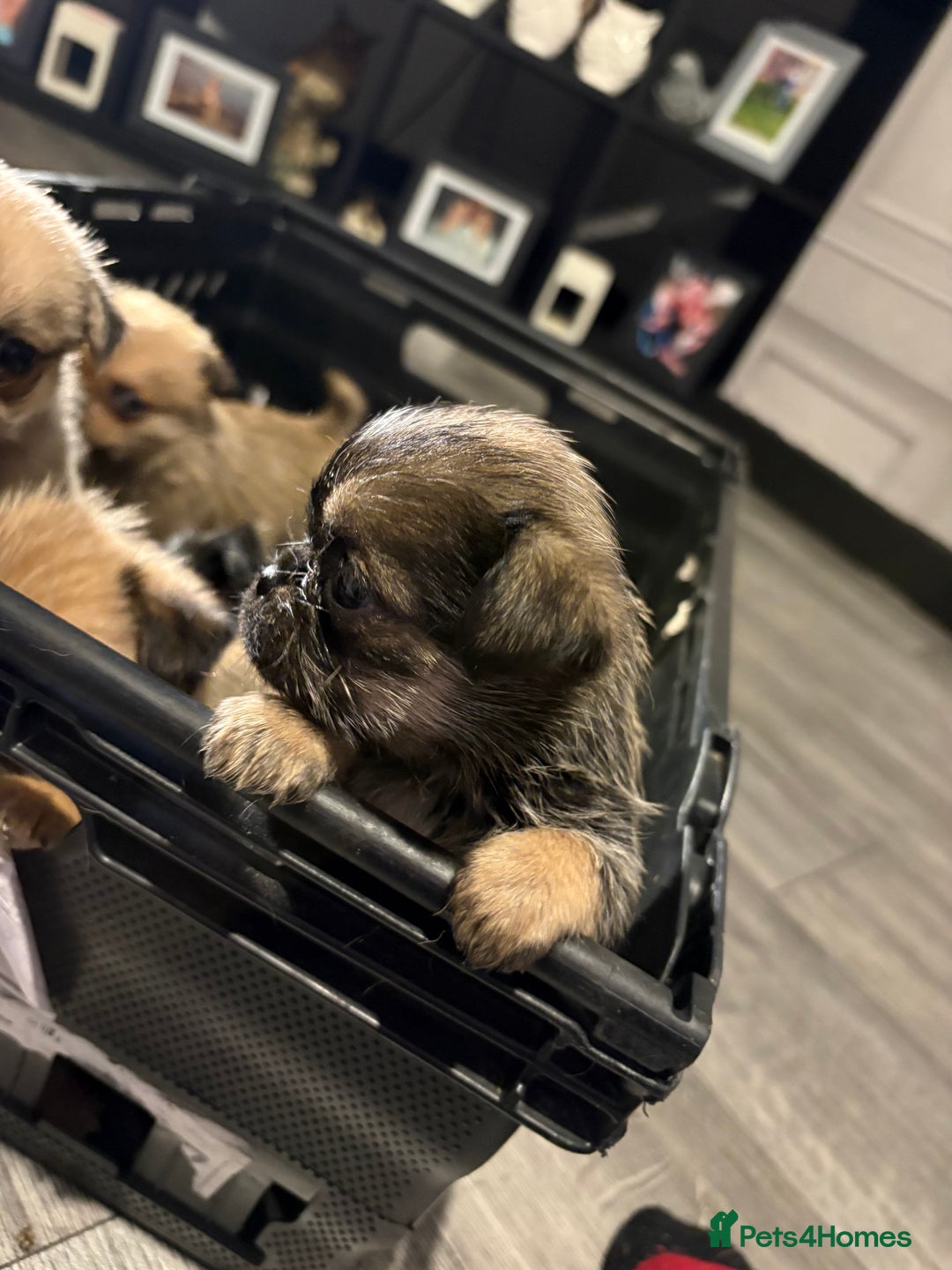 Griffon Bruxellois dogs for sale: Brussels griffons  - Advert 10