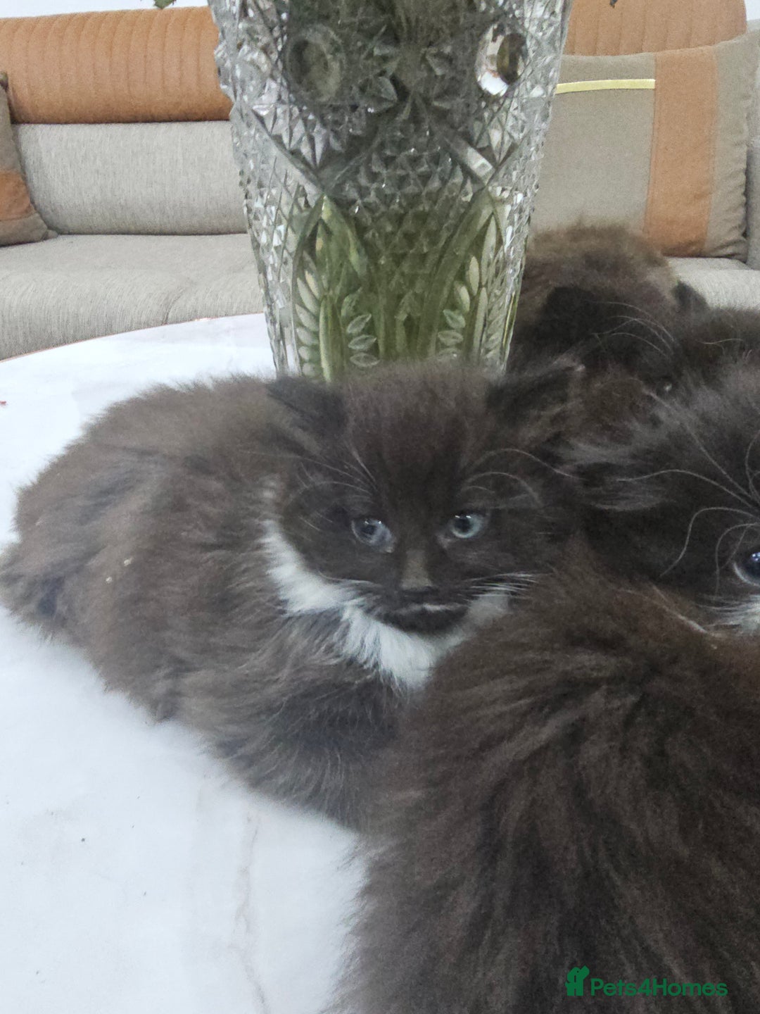 Persian cats for sale: Adorable half perian kittens available now,  - Advert 8