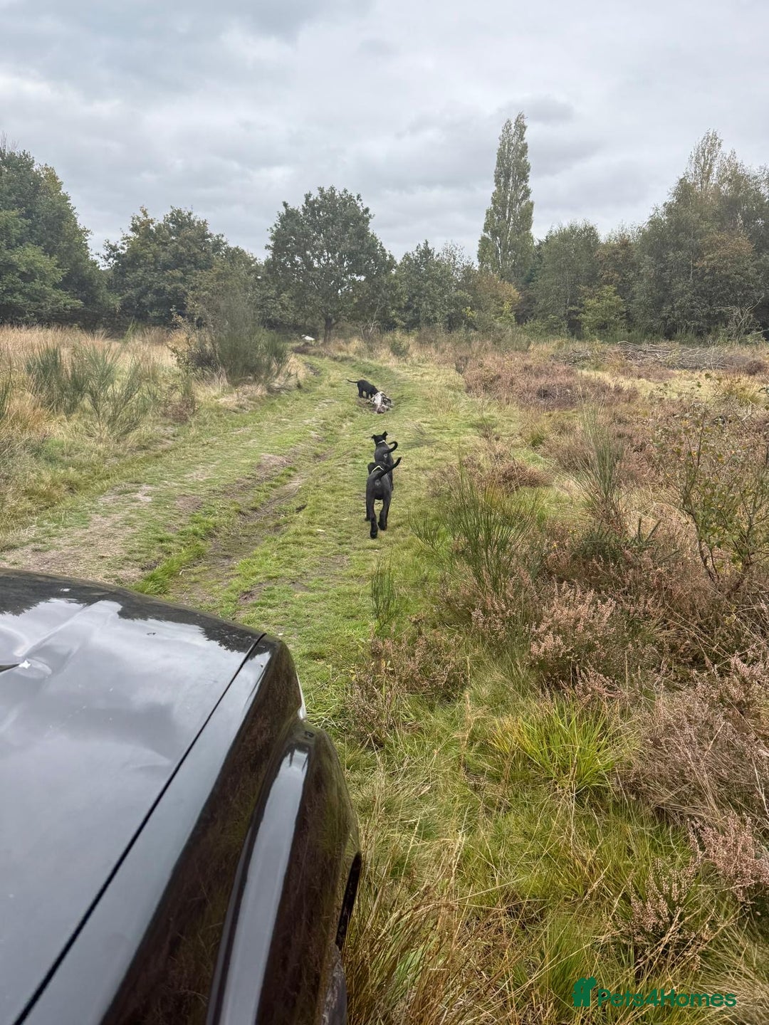 Mixed Breed dogs for sale: cane corso cross puppies  - Image 14