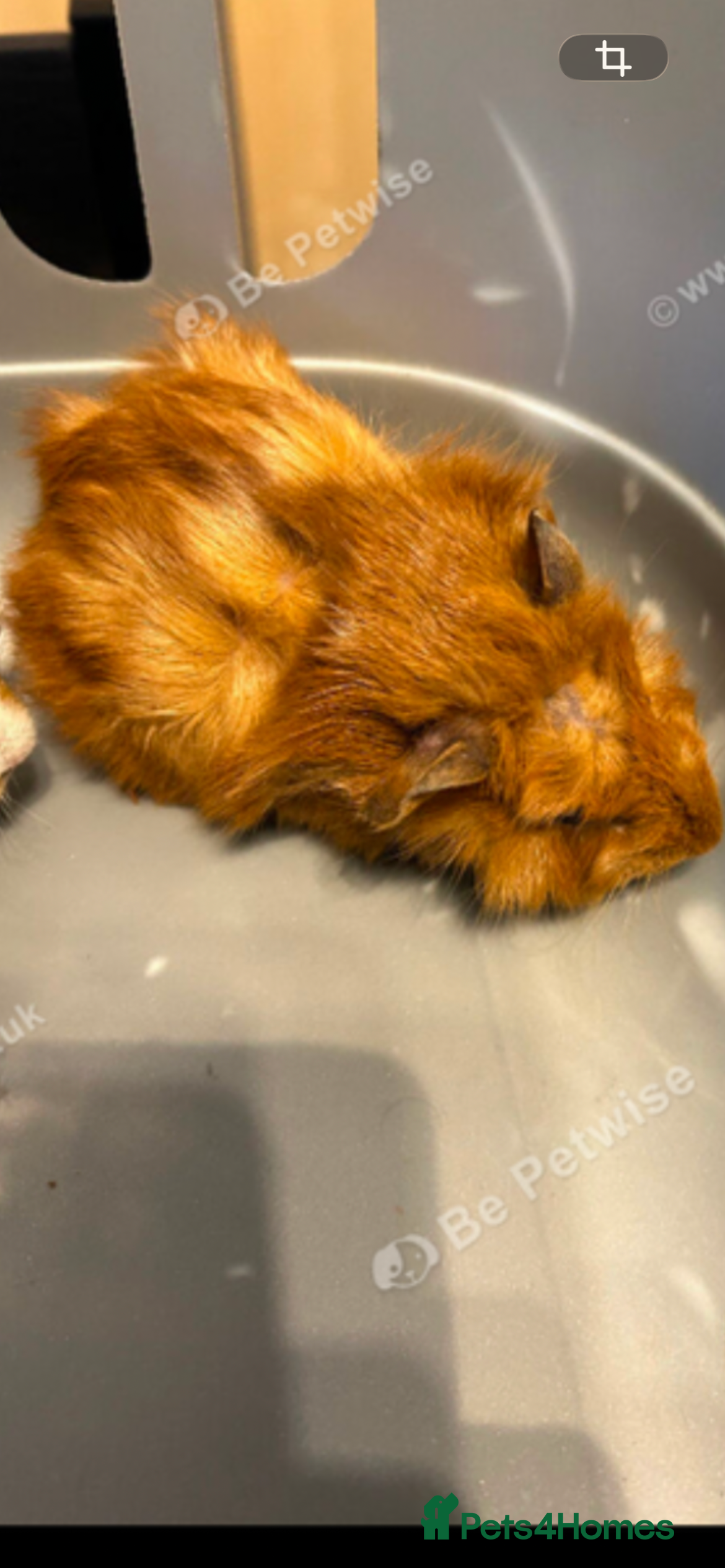 Guinea Pig rodents Baby Piggys  - Advert 4