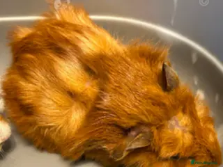 Guinea Pig rodents Baby Piggys - Advert 2