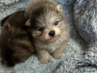 Pomeranian dogs for sale - Advert 1