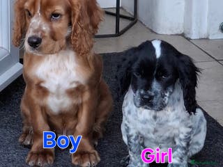 Sprocker dogs Sprocker Puppies Ready Now - Advert 7