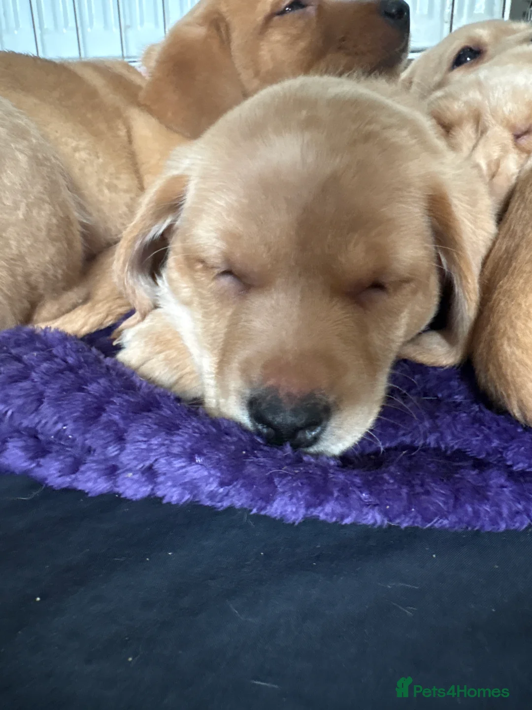 Labrador Retriever dogs for sale: Beautiful Labrador Pup - Advert 26