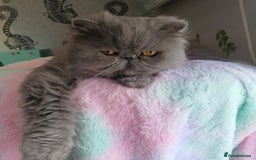 Persian cats for sale: Gorgeous blue pure breed Persian Boy - Image 2