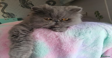 Persian cats - Advert 5