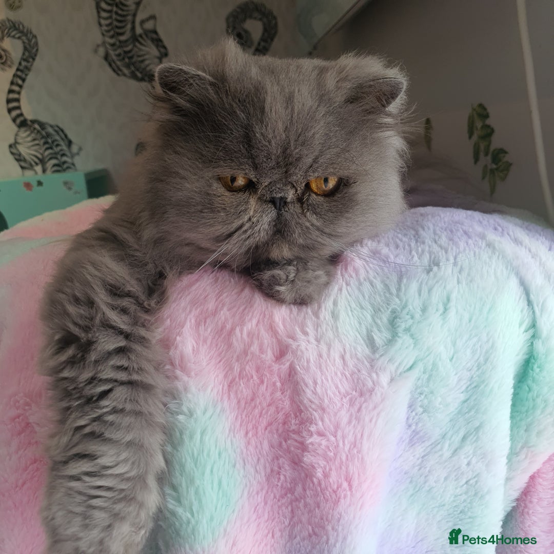 Persian cats for sale: Gorgeous blue pure breed Persian Boy - Image 2