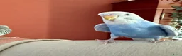 Budgerigars birds for sale: Two Budgies for Sale 🦜 in Nottingham - Advert 3