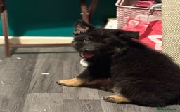 German Shepherd dogs for sale: Ready Now-KC, health Tested German Shepherd Pups - Image 19