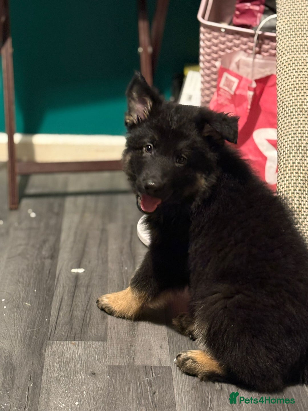 German Shepherd dogs for sale: Ready Now-KC, health Tested German Shepherd Pups - Image 19