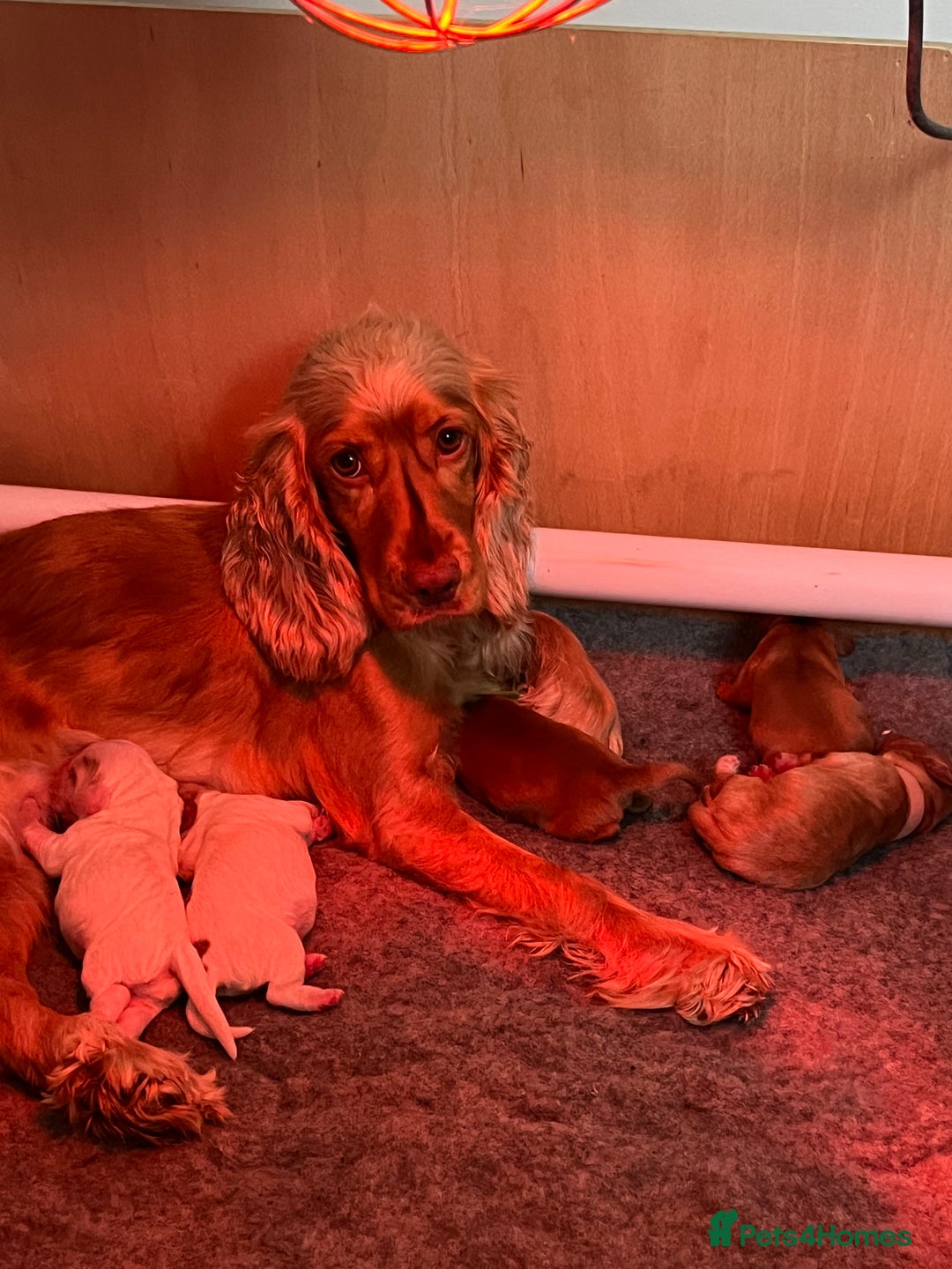 Cocker Spaniel dogs for sale: Kc show cocker spaniels - Advert 5