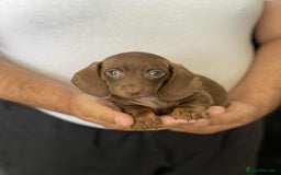 Miniature Dachshund dogs for sale: Miniature Dachshund Puppies - Image 7