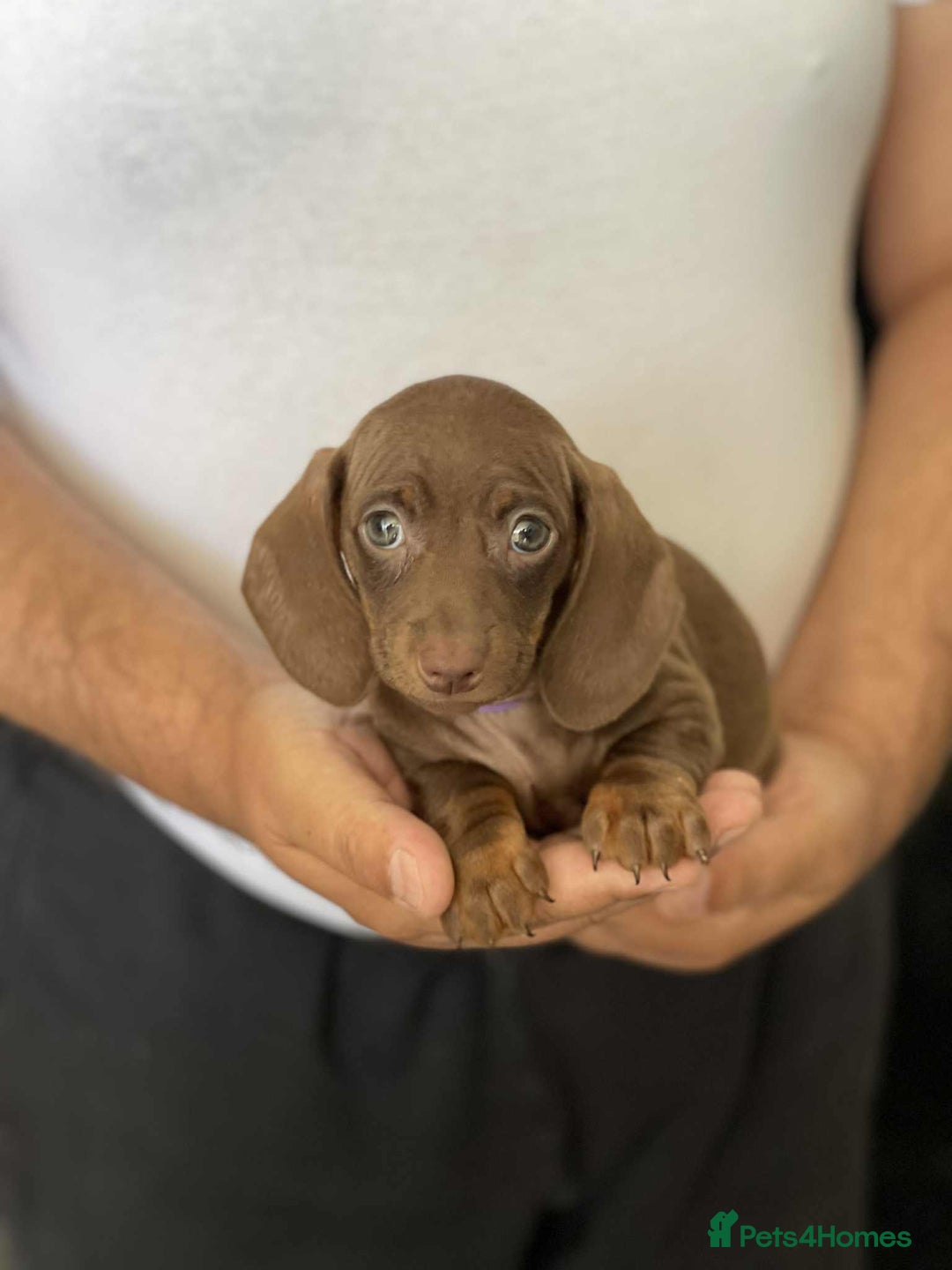 Miniature Dachshund dogs for sale: Miniature Dachshund Puppies - Image 7