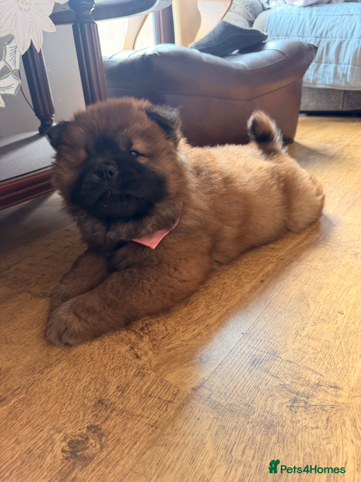 Chow Chow dogs Fluffy bears ready to go ❤️ - Advert 1