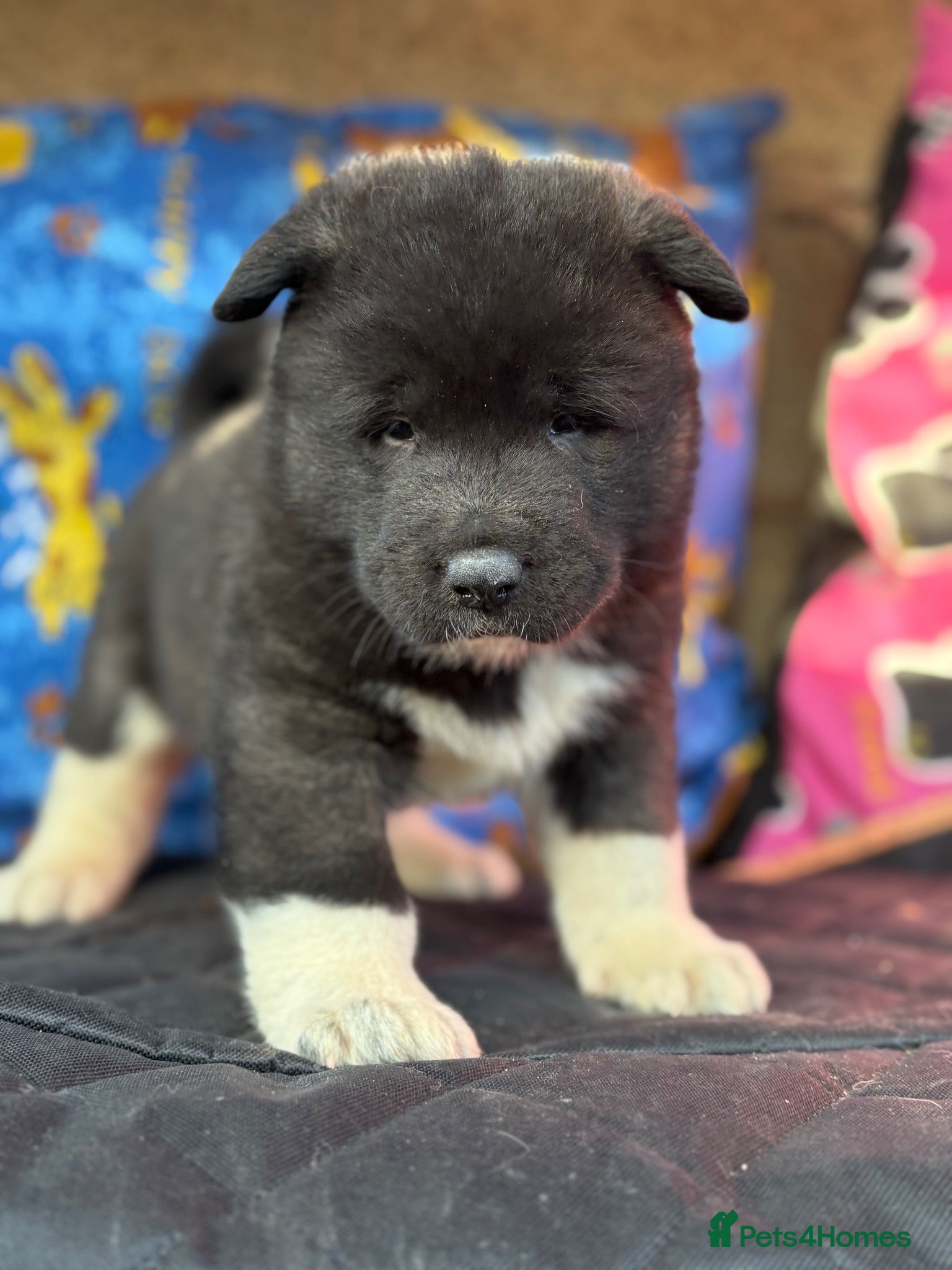 Akita dogs Beautiful American Akita Puppies - Advert 1