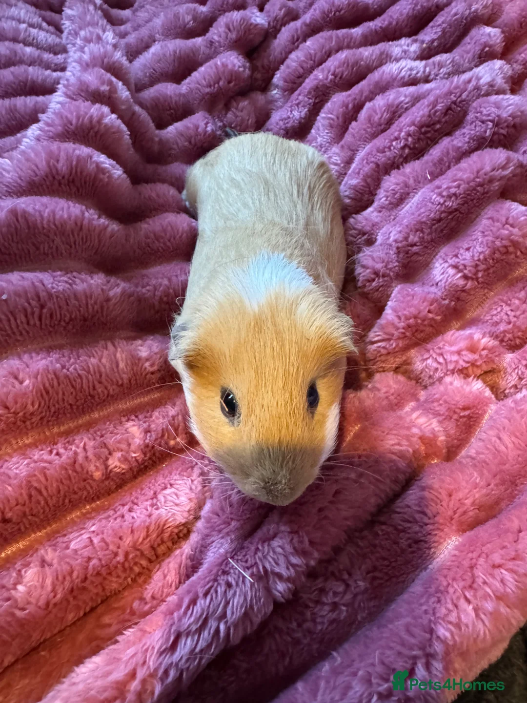 Guinea Pig rodents for sale: 2 females and 4 males for sale  - Advert 1