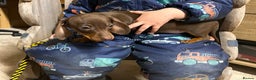 Miniature Dachshund dogs for sale: Miniature dachshunds * 3 boys left - Advert 17