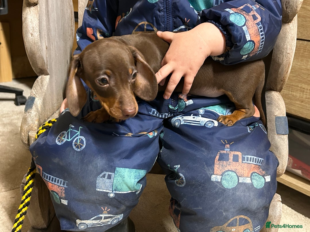 Miniature Dachshund dogs for sale: Miniature dachshunds * 3 boys left - Advert 17