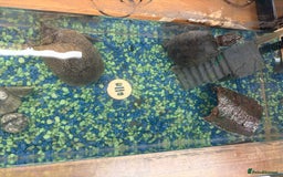 Turtle reptiles for sale: 2 male musk turtles - Image 8