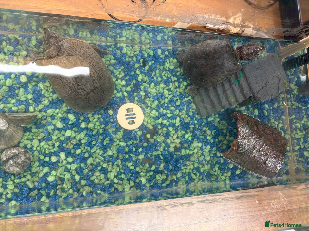 Turtle reptiles for sale: 2 male musk turtles - Image 8