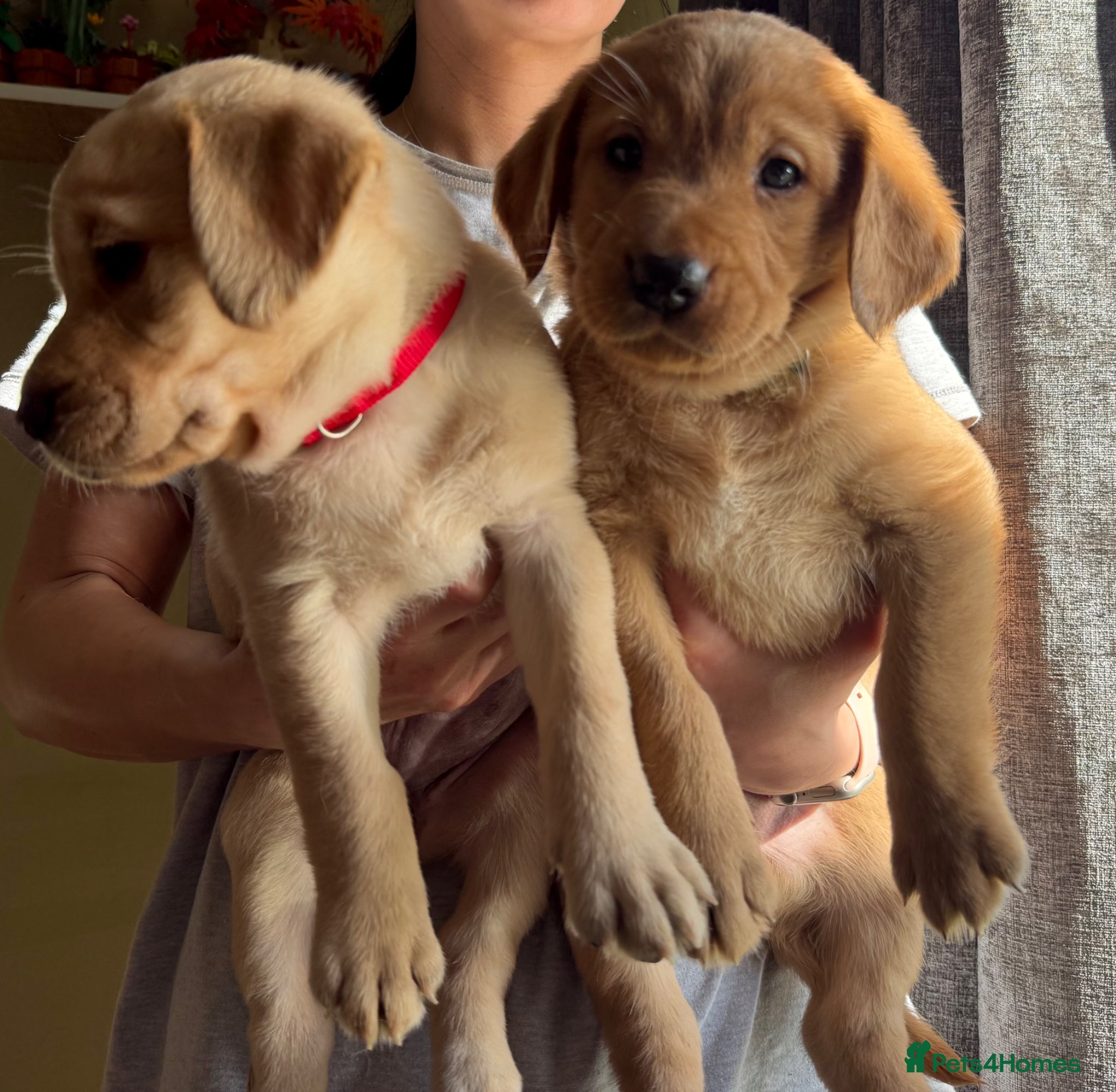 Labrador Retriever dogs Stunning fox red/yellow/white Labrador puppies - Advert 2
