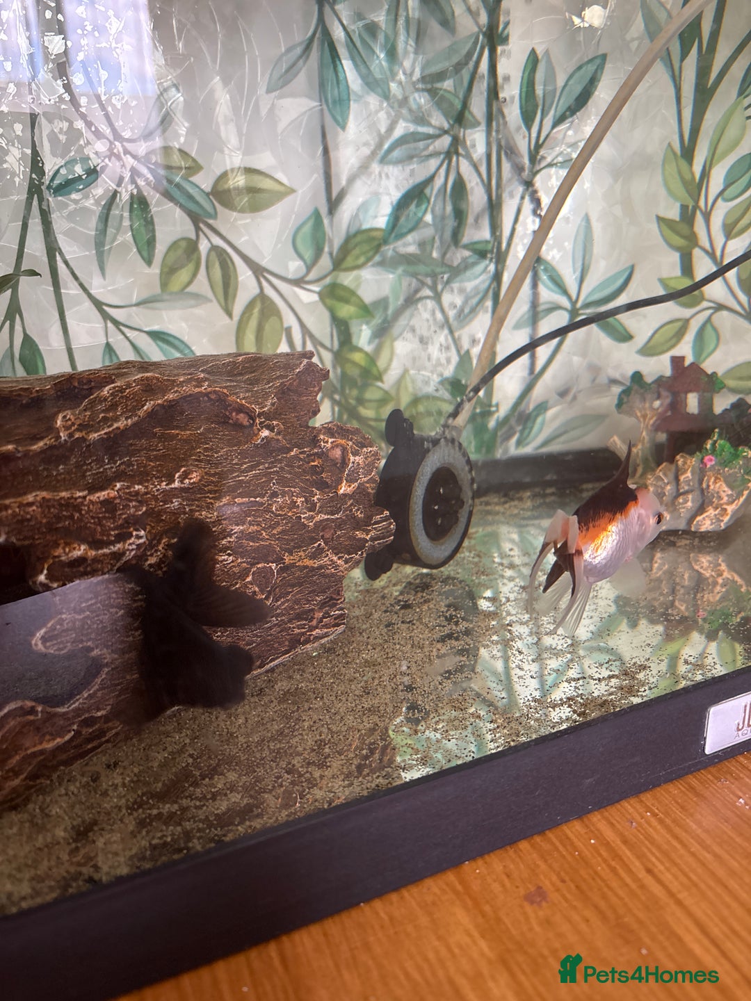 Fancy Goldfish fish for sale: Two fish for sale  - Image 1