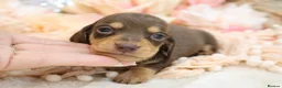 Miniature Dachshund dogs for sale: KC Miniature Dachshund Puppies - Advert 37