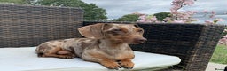 Miniature Dachshund dogs for sale: Miniature Daschunds Pra Clear  - Advert 17