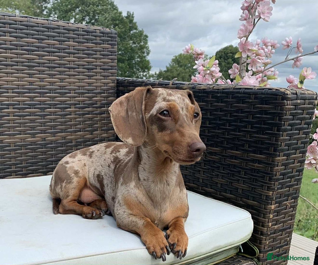 Miniature Dachshund dogs for sale: Miniature Daschunds Pra Clear  - Advert 17