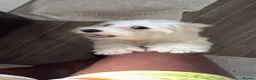 Bichon Frise dogs for sale: Meet Rio  - Advert 2