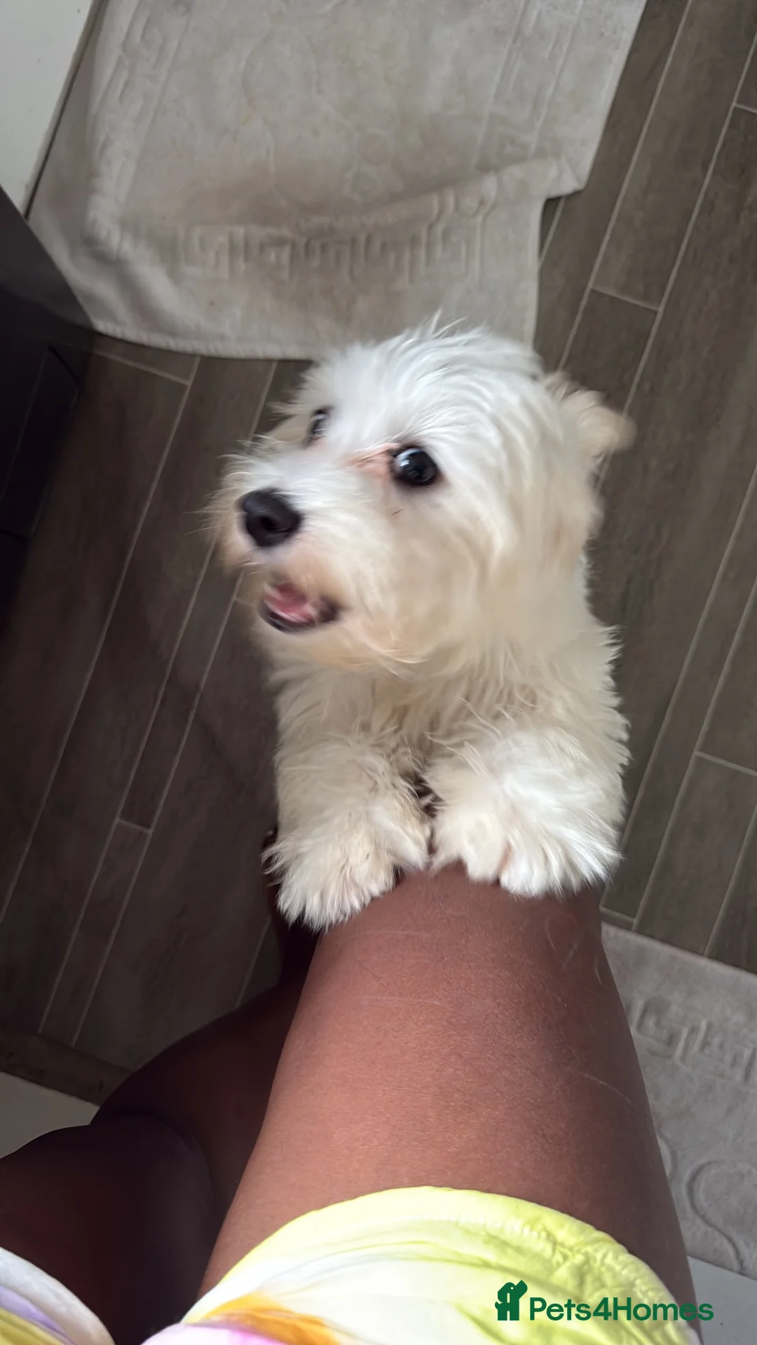 Bichon Frise dogs for sale: Meet Rio  - Advert 2