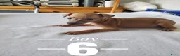 Italian Greyhound dogs for sale: Stunning kc Italian greyhounds  - Advert 9