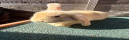 Giant Papillon rabbits for sale: continental giant , minilop , netherland draft - Advert 28