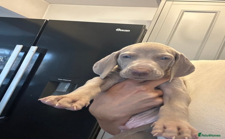 Weimaraner dogs - Advert 1