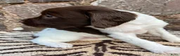 English Springer Spaniel dogs for sale: With an OFF SWITCH springers - Advert 19