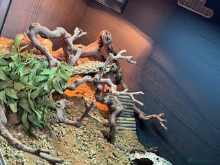 Bearded Dragon reptiles Two bearded dragons for sale - Advert 1