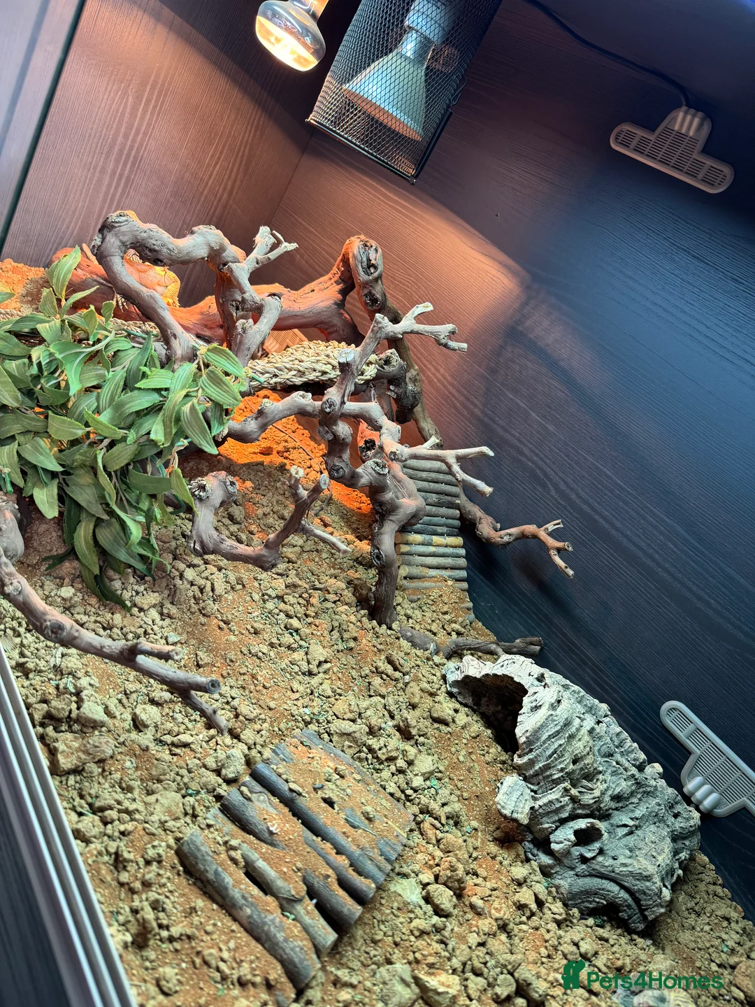 Bearded Dragon reptiles for sale: Two bearded dragons for sale - Advert 1