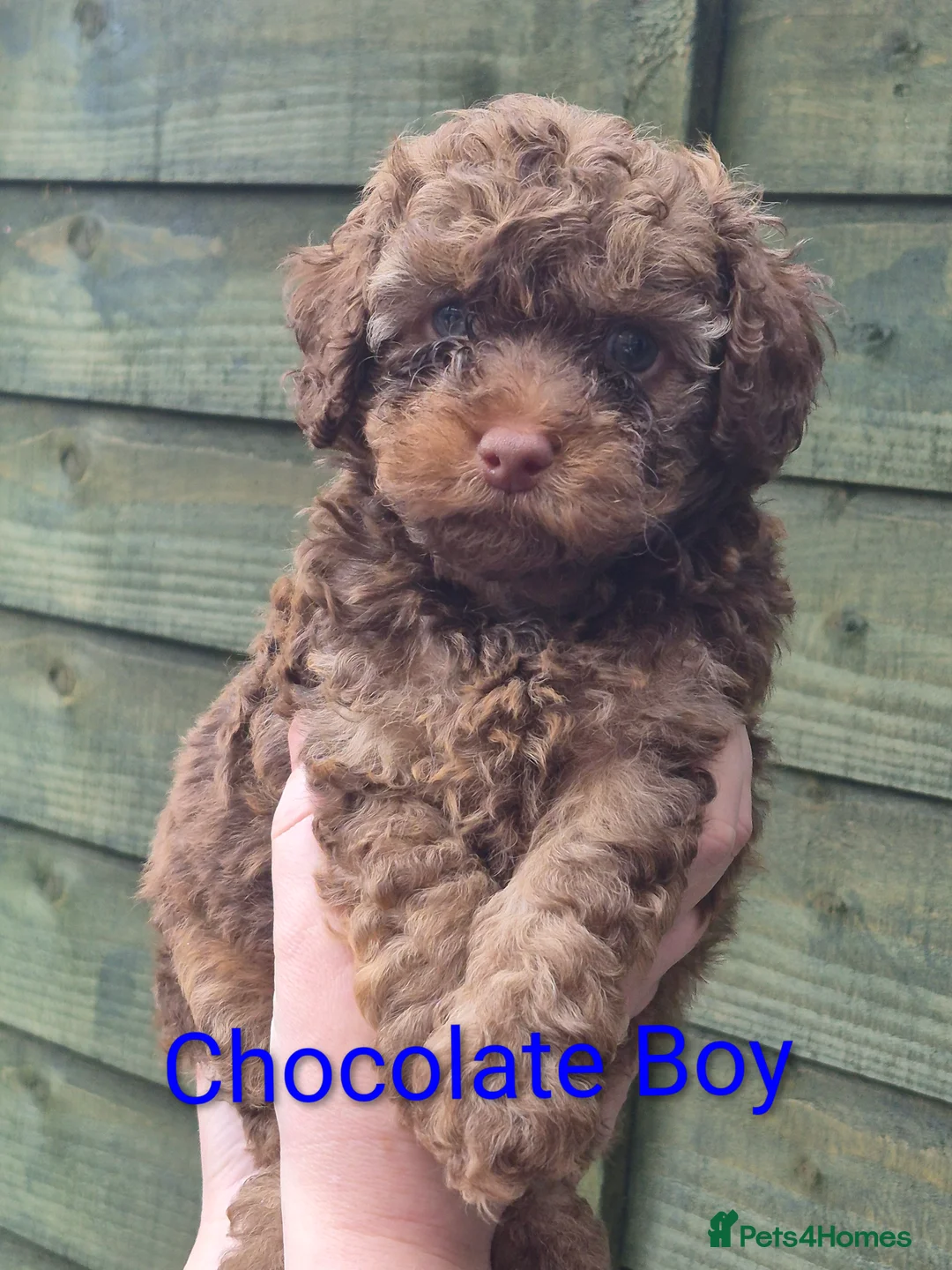 Cockapoo dogs for sale: Miniature Cockapoos in London - Advert 2
