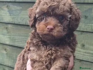 Cockapoo dogs Miniature Cockapoos - Advert 13