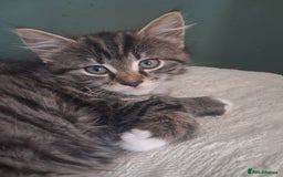Mixed Breed cats for sale: Stunning litter of 4 gorgeous fur babies  - Image 3