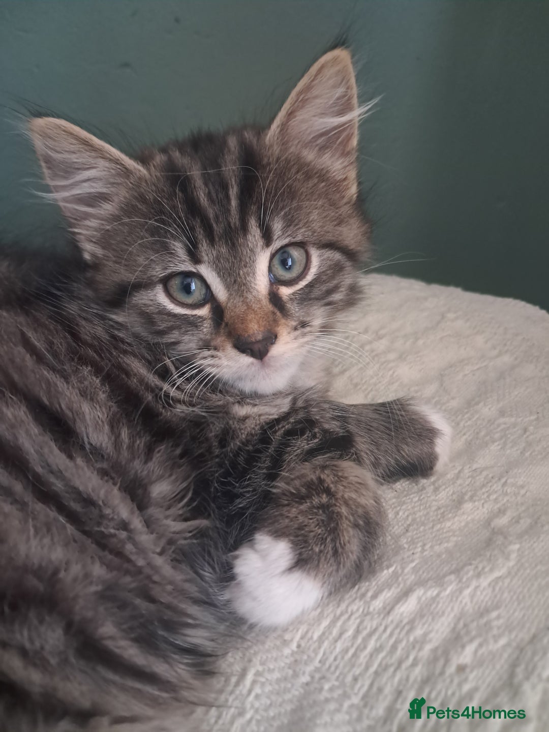 Mixed Breed cats for sale: Stunning litter of 4 gorgeous fur babies  - Image 3