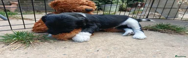Sproodle 1
