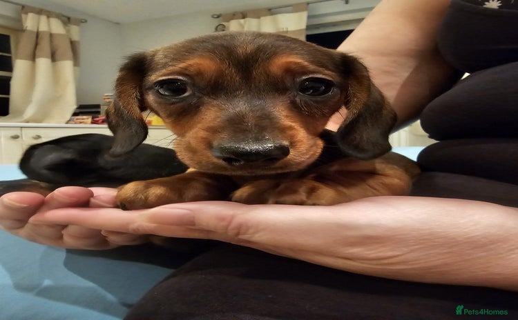 Dachshund dogs - Advert 1